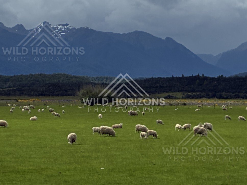 Sheep Grazing on Green Pasture Beneath Fiordland Mountains. Te Anau Downs, New Zealand.