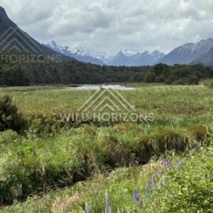 River Flats and Snow-Capped Peaks in the Eglinton Valley. Milford Road, New Zealand.