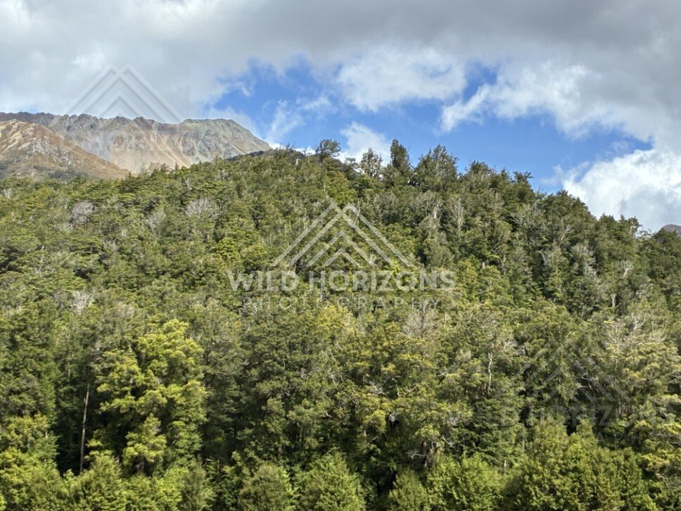 Sunlit Fiordland Forest and Alpine Slopes After Rain. Milford Road, New Zealand.