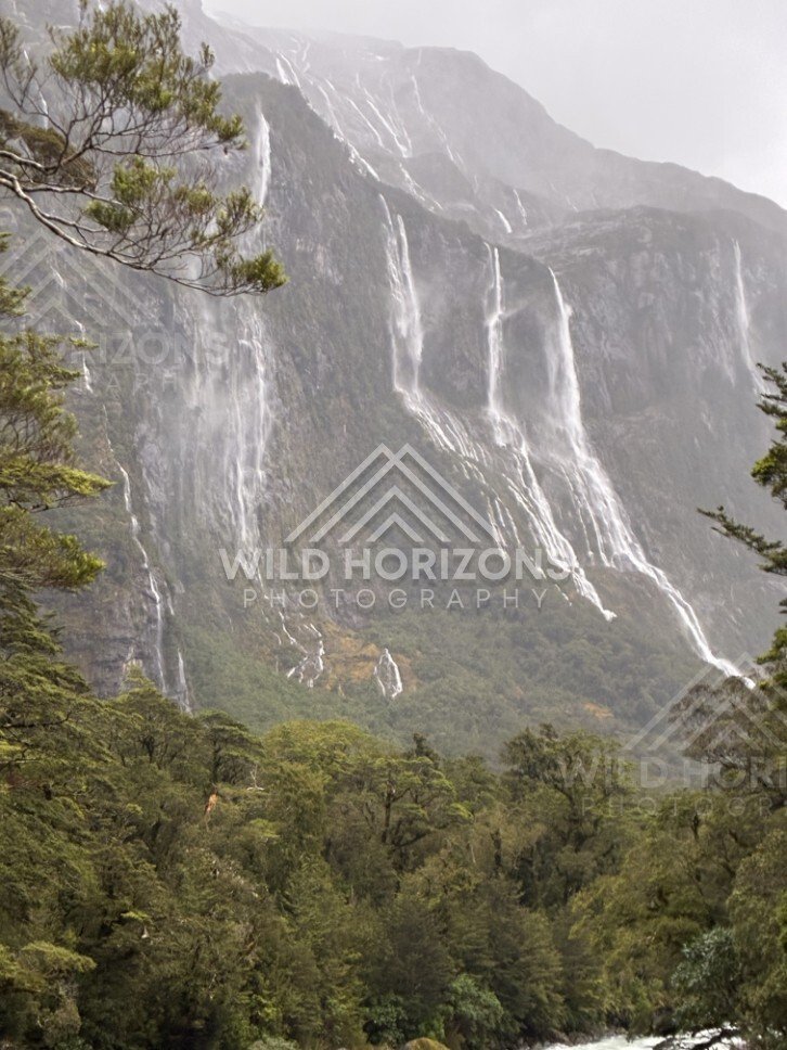 Rain-Fed Waterfalls on Sheer Fiordland Cliffs Framed by Trees. Milford Road, New Zealand.