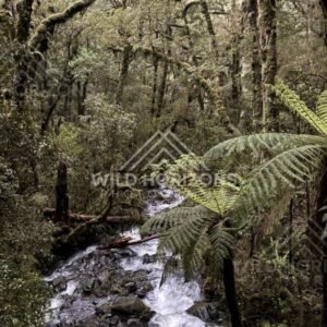 Rainforest Stream with Tree Ferns and Mossy Trees. Milford Road, New Zealand.