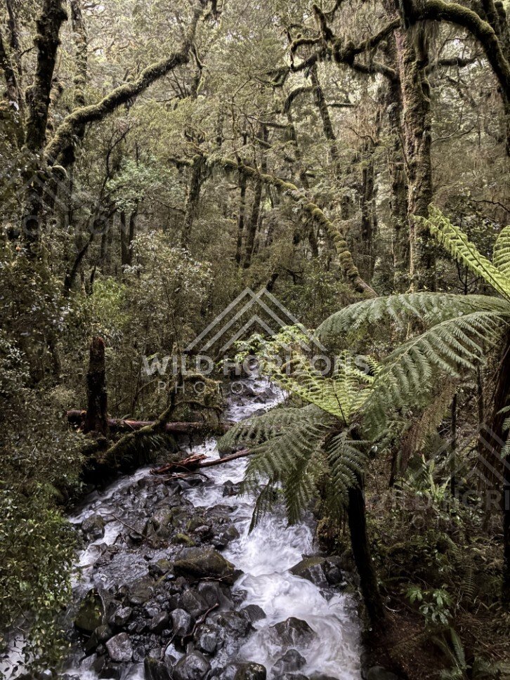 Rainforest Stream with Tree Ferns and Mossy Trees. Milford Road, New Zealand.