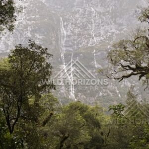 Waterfall Threads Down a Fiordland Mountain Wall Through Forest. Milford Road, New Zealand.