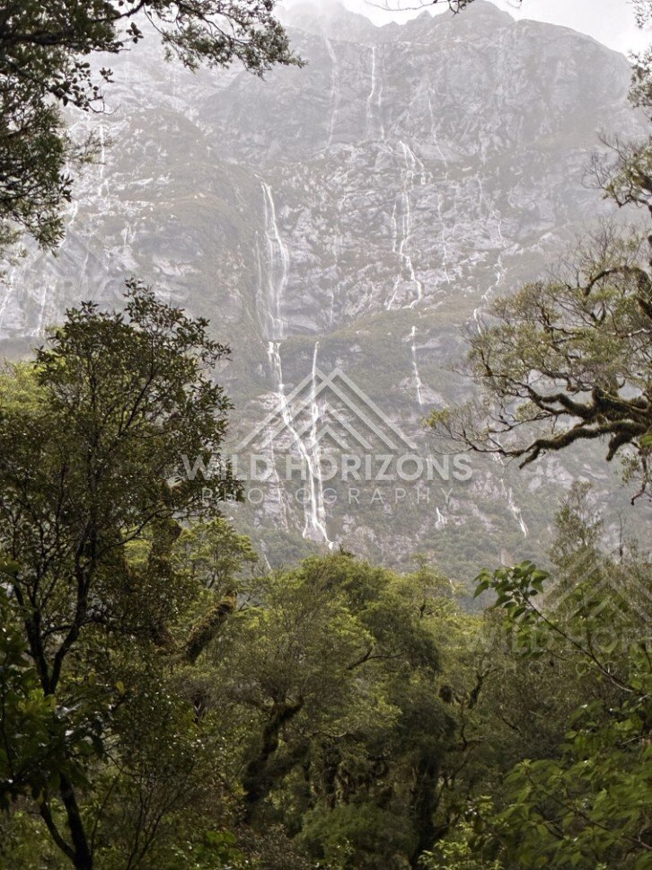 Waterfall Threads Down a Fiordland Mountain Wall Through Forest. Milford Road, New Zealand.