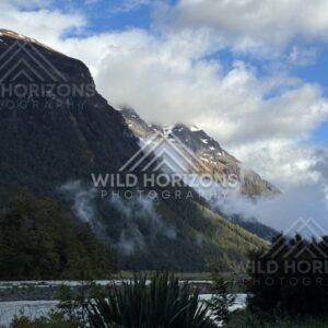 Valley River and Ferns Beneath Steep Forested Hills. Milford Road, New Zealand.