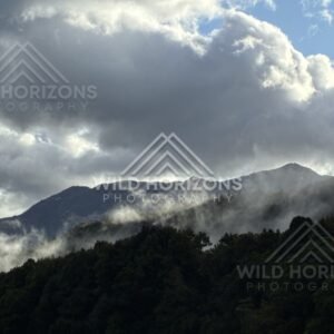 Fog and Low Cloud Over Dense Native Forest. Milford Road, New Zealand.