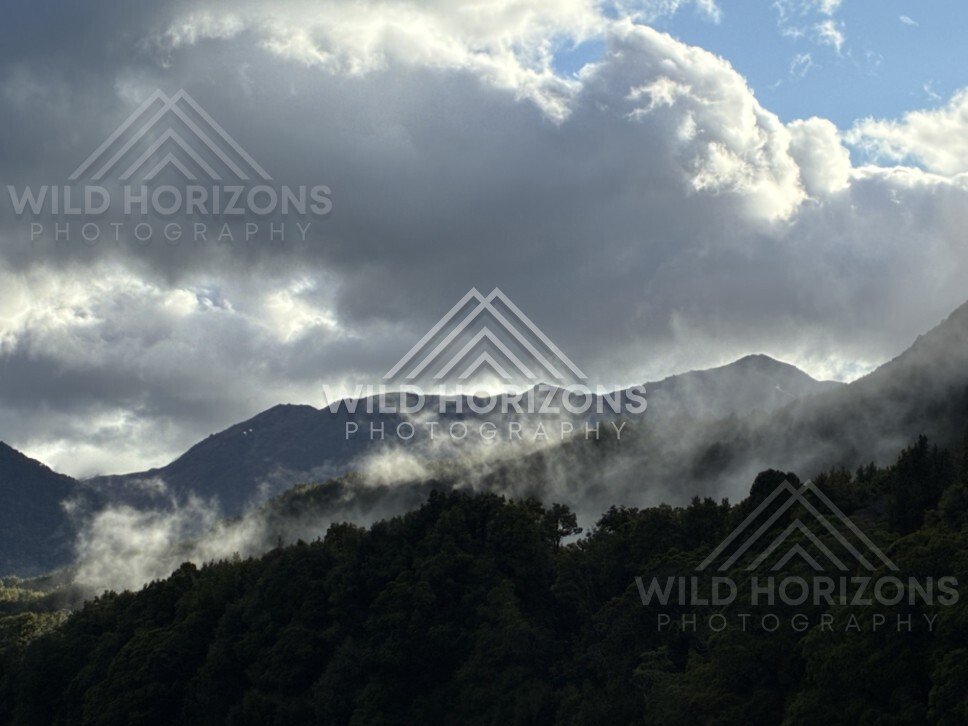 Fog and Low Cloud Over Dense Native Forest. Milford Road, New Zealand.