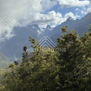 Steep Mountain View Through Native Trees and Cloud. Milford Road, New Zealand.