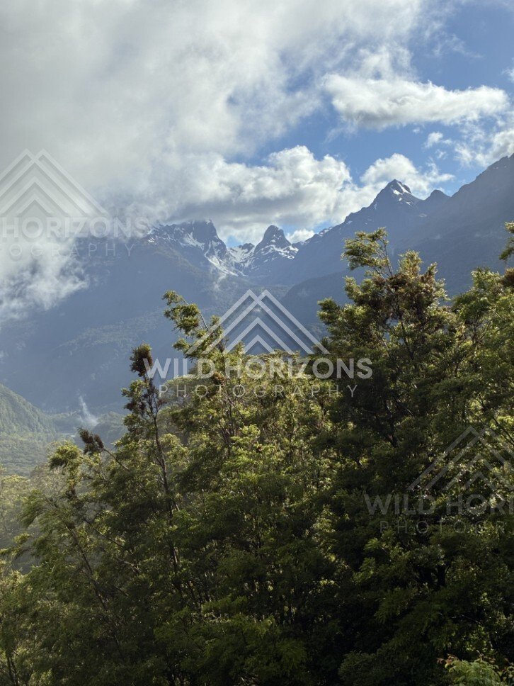 Steep Mountain View Through Native Trees and Cloud. Milford Road, New Zealand.
