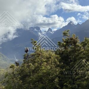Snow-Dusted Peaks Beyond Forest Under Broken Cloud. Milford Road, New Zealand.