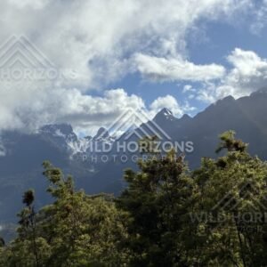 Mountain Peaks and Forest Under Lifting Cloud. Milford Road, New Zealand.