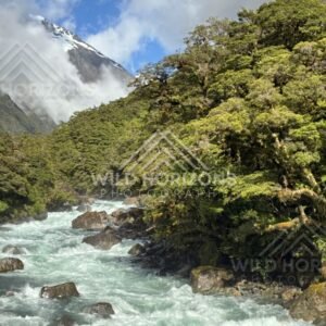 Fast River Rapids Through Fiordland Forest. Milford Road, New Zealand.