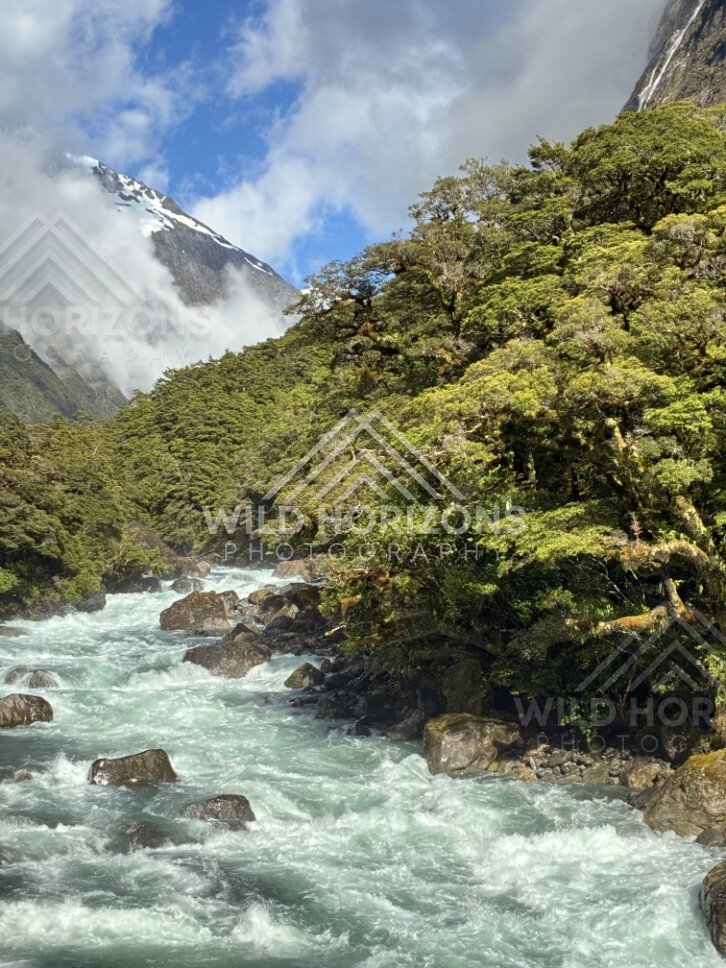 Fast River Rapids Through Fiordland Forest. Milford Road, New Zealand.