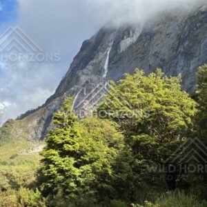Tall Waterfall on a Sheer Fiordland Cliff Above Forest. Milford Road, New Zealand.