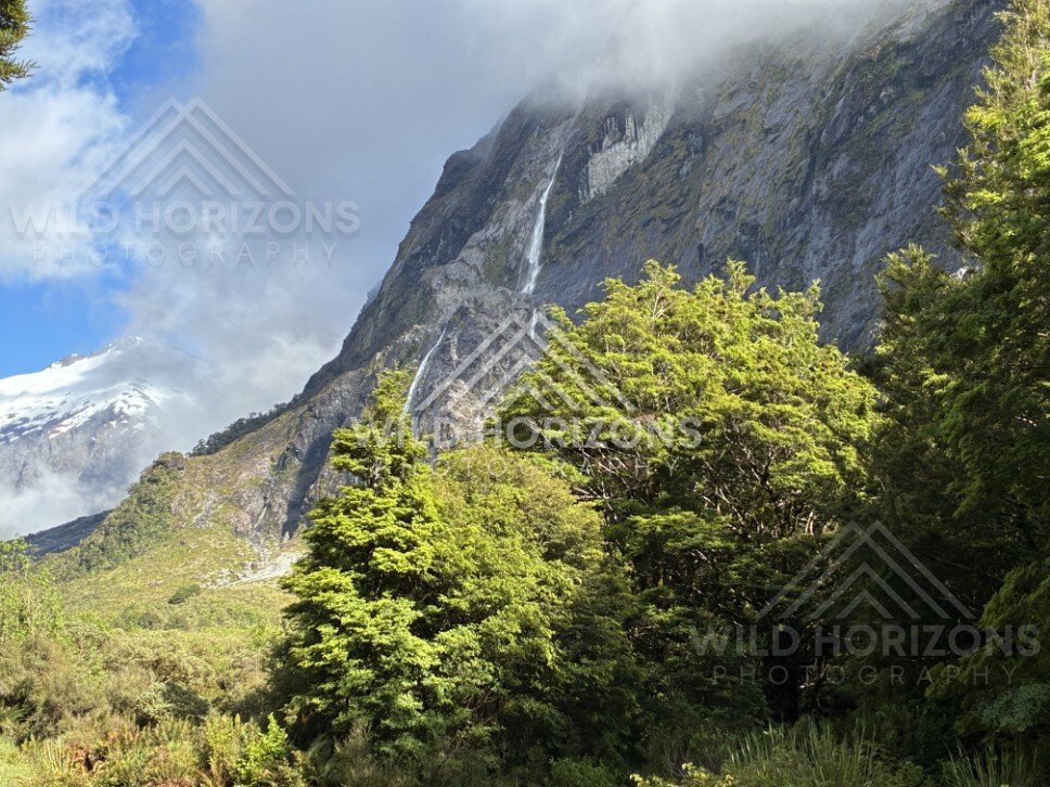 Tall Waterfall on a Sheer Fiordland Cliff Above Forest. Milford Road, New Zealand.