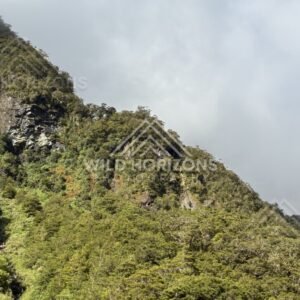 Forested Mountainside with Small Waterfall Under Heavy Cloud. Milford Road, New Zealand.