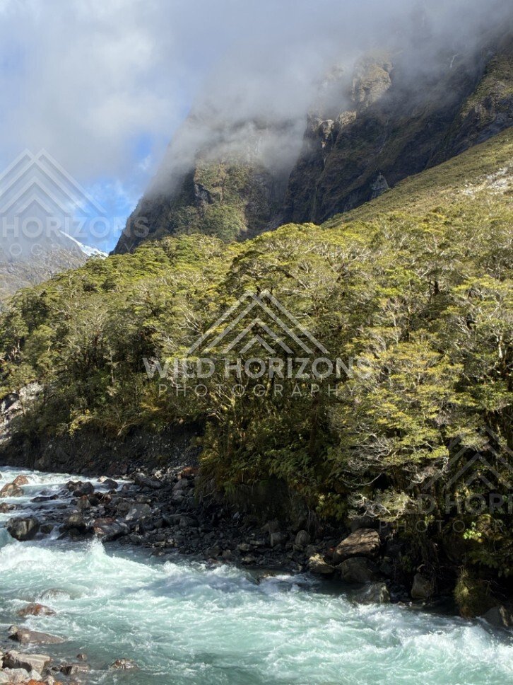 River Rapids Through Forested Valley Toward Snowy Peak. Milford Road, New Zealand.