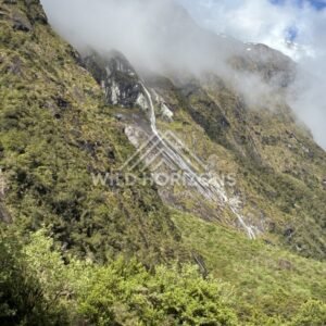 Strong Waterfall Dropping Down a Dark Rock Channel. Milford Road, New Zealand.