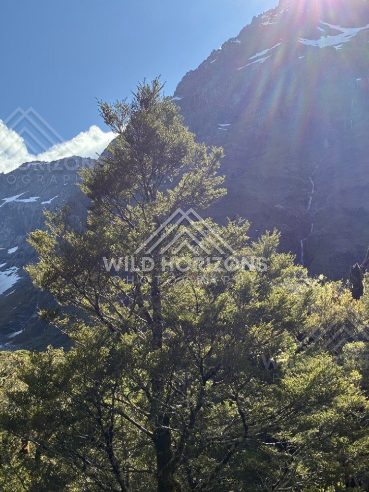 Backlit Tree with Sun Rays Over Waterfall-Streaked Cliff. Milford Road, New Zealand.