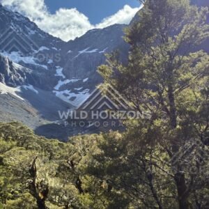 Forest Foreground Framing Alpine Basin with Snow Patches. Milford Road, New Zealand.