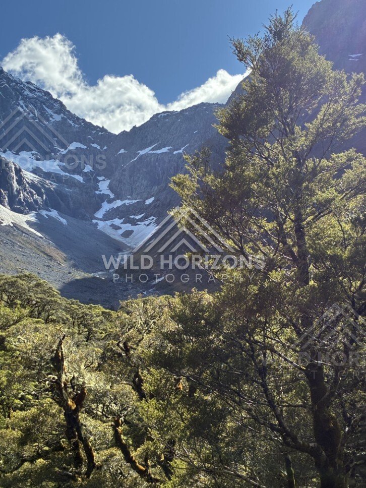 Forest Foreground Framing Alpine Basin with Snow Patches. Milford Road, New Zealand.