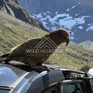 Kea Standing on a Car Roof with Snowy Mountains Behind. Milford Road, New Zealand.