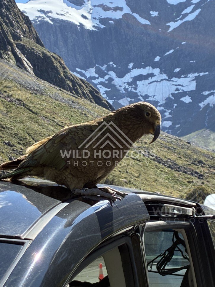 Kea Standing on a Car Roof with Snowy Mountains Behind. Milford Road, New Zealand.