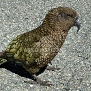 Close-Up of a Kea Standing on Asphalt. Milford Road, New Zealand.