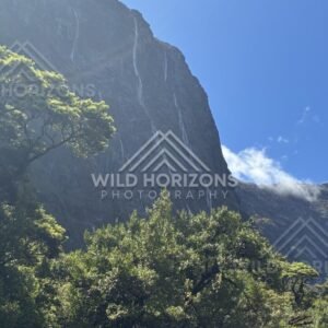Sunlit Cliff Face with Waterfall Ribbons Above Native Bush. Milford Road, New Zealand.