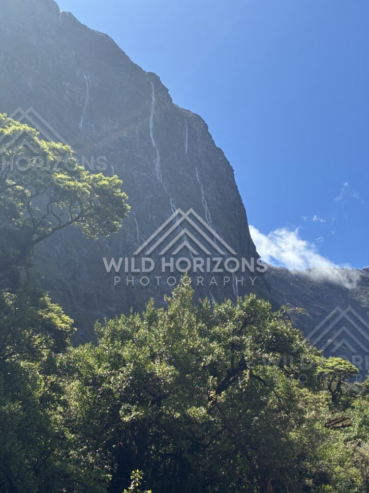Sunlit Cliff Face with Waterfall Ribbons Above Native Bush. Milford Road, New Zealand.