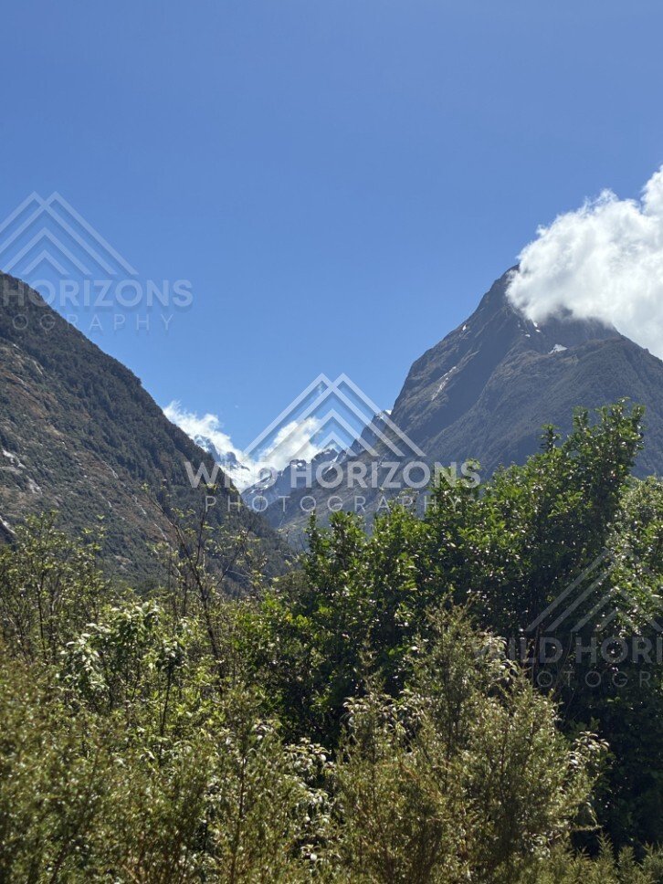 Mountain Valley Opening Toward Distant Snowy Peaks Above Shrubland. Milford Road, New Zealand.