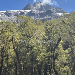Native Forest Canopy Beneath a Snow-Streaked Mountain Ridge. Milford Road, New Zealand.