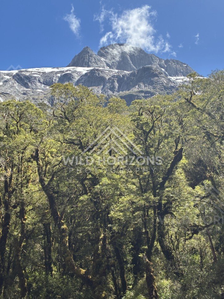 Native Forest Canopy Beneath a Snow-Streaked Mountain Ridge. Milford Road, New Zealand.