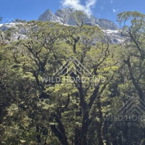 Snow-Dusted Peaks Rising Above Forest Canopy. Milford Road, New Zealand.