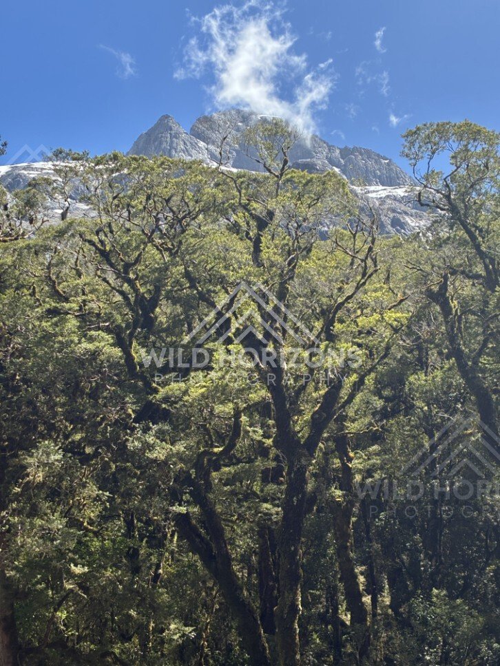 Snow-Dusted Peaks Rising Above Forest Canopy. Milford Road, New Zealand.
