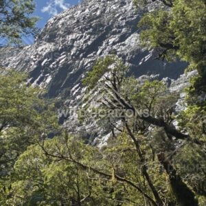 Sunlit Granite Cliff Towering Above Native Bush. Milford Road, New Zealand.