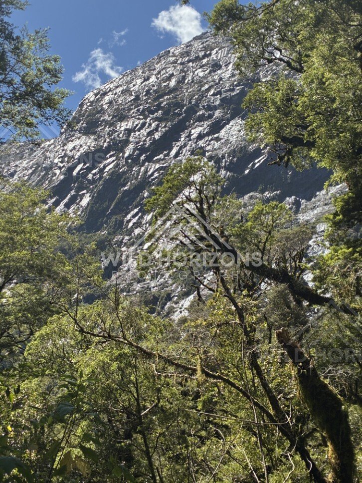 Sunlit Granite Cliff Towering Above Native Bush. Milford Road, New Zealand.
