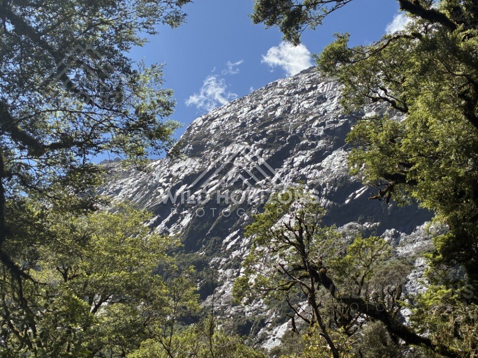 Granite Mountain Wall Framed by Forest in Sunshine. Milford Road, New Zealand.