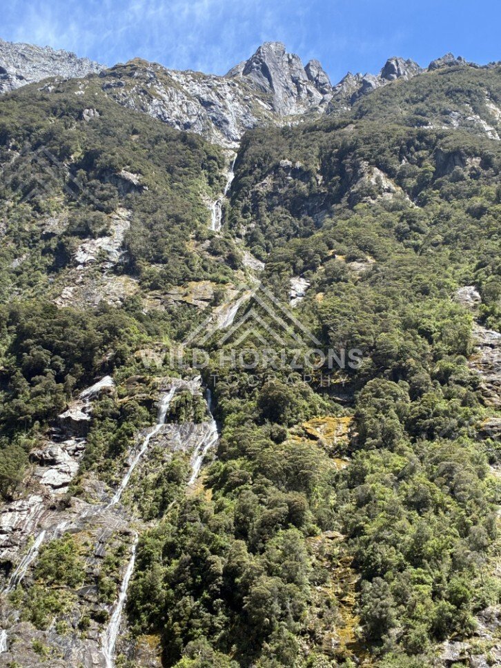 Small Waterfalls Threading Through Dense Fiord Forest. Milford Sound, New Zealand.