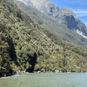 Forested Milford Sound Shoreline Beneath Steep Fiord Walls. Milford Sound, New Zealand.