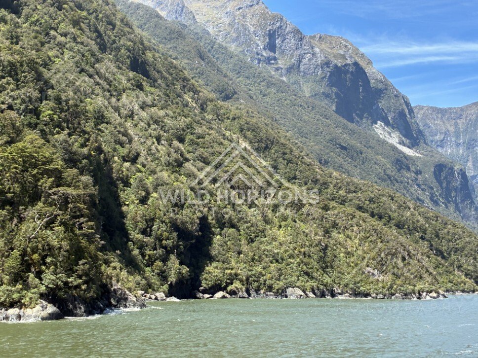Forested Milford Sound Shoreline Beneath Steep Fiord Walls. Milford Sound, New Zealand.