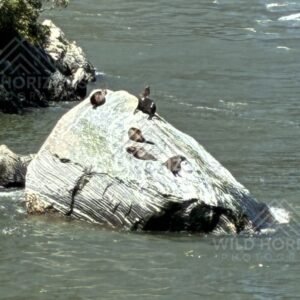 Seals Resting on a Rock in Milford Sound Waters. Milford Sound, New Zealand.