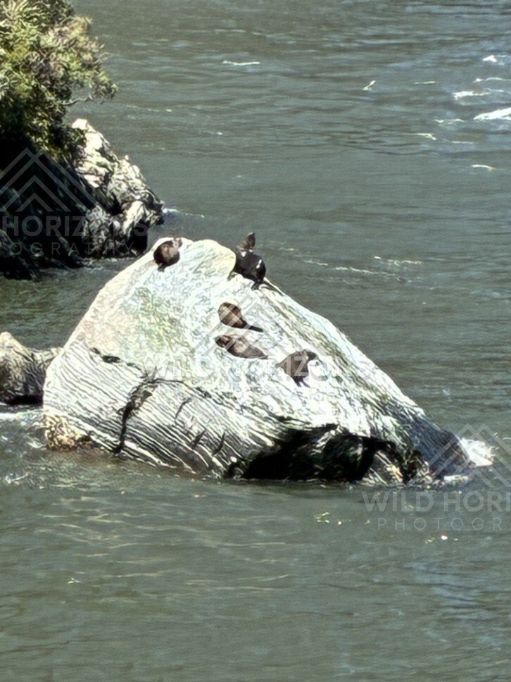 Seals Resting on a Rock in Milford Sound Waters. Milford Sound, New Zealand.
