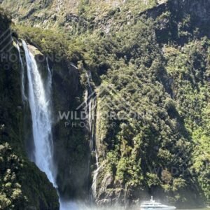 Stirling Falls Pouring Down a Steep Forested Slope. Milford Sound, New Zealand.