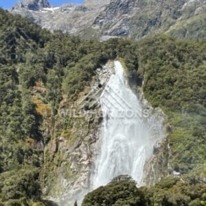 Powerful Waterfall Pouring Down a Steep Green Cliff Face. Milford Sound, New Zealand.