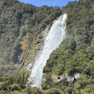 Continuous Waterfall Flowing Down a Lush Vegetated Mountainside. Milford Sound, New Zealand.