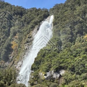 Multiple Cascading Streams Forming a Waterfall on Steep Green Slope. Milford Sound, New Zealand.