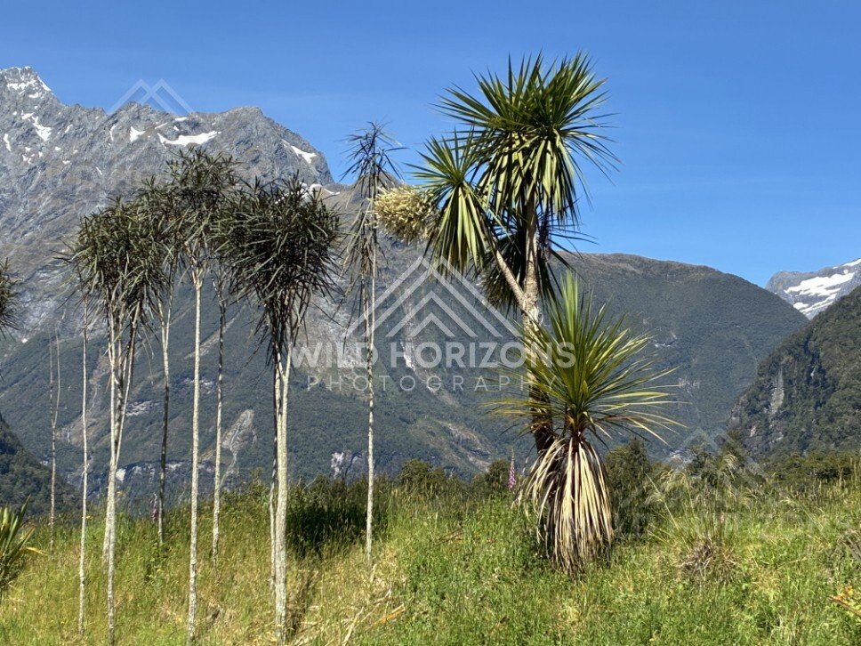 Roadside Scenic View with Water, Trees, and Mountains Beyond. Milford Road, New Zealand.