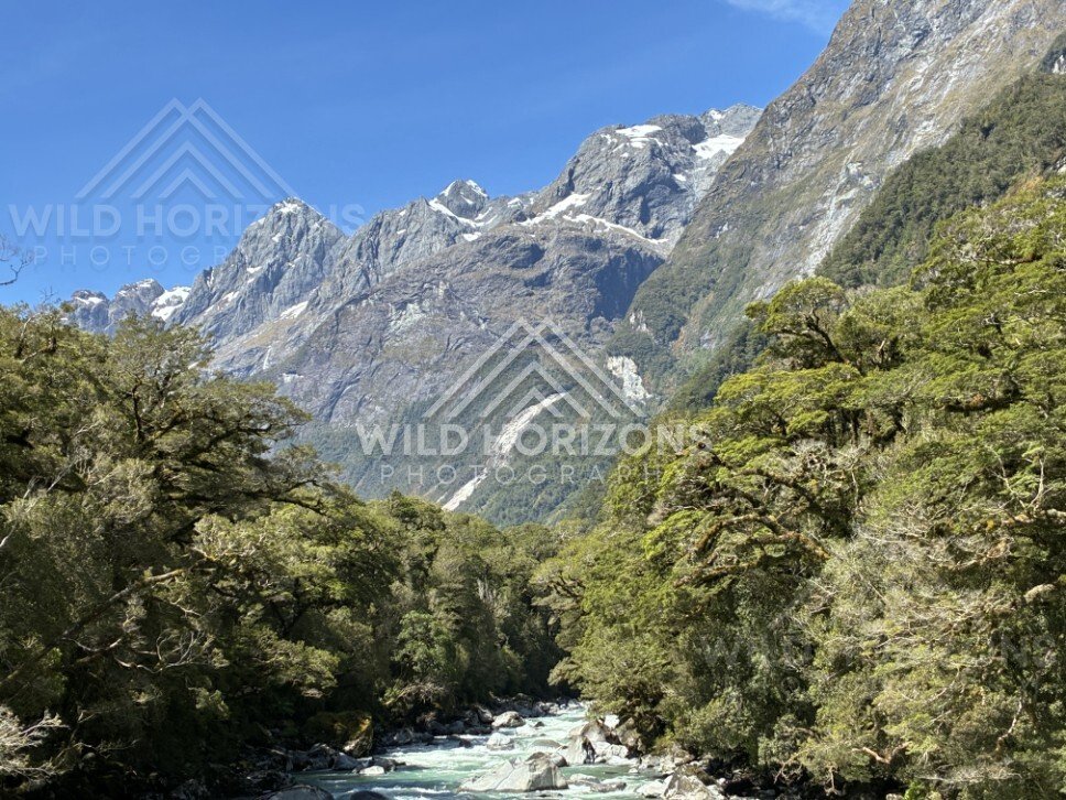 Still Water and Mountain Backdrop Framed by Native Bush. Milford Road, New Zealand.