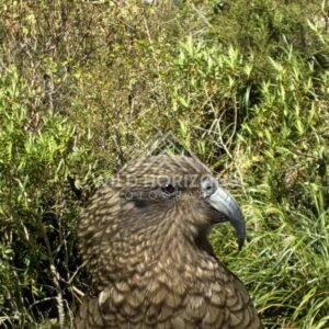 Kea Portrait in Dense Alpine Vegetation. Milford Road, New Zealand.